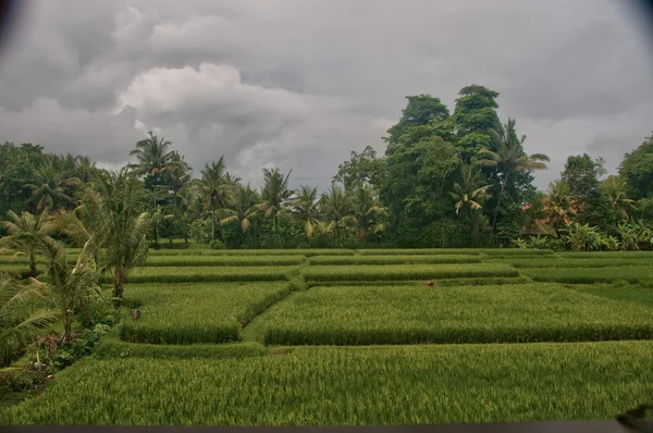 Campi di riso indonesia — Foto Stock