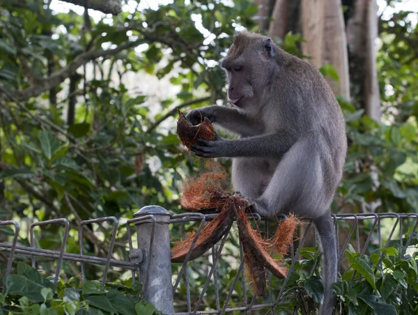 Ubud macaco — Fotografia de Stock