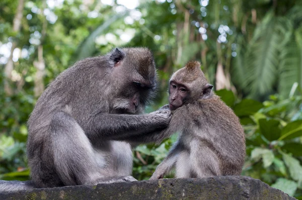 Majmok a vadonban — Stock Fotó