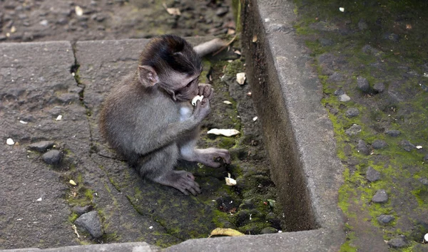 Dziecko jedzenie małpa — Zdjęcie stockowe