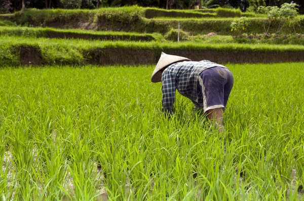 Woman in rice fields Bali — Stock Photo, Image