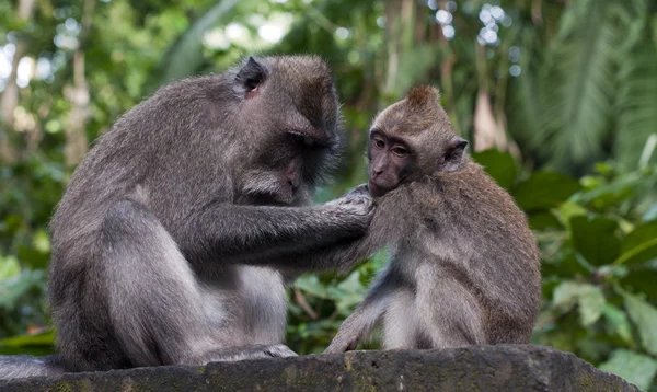 Monyet dalam kuncup — Stok Foto