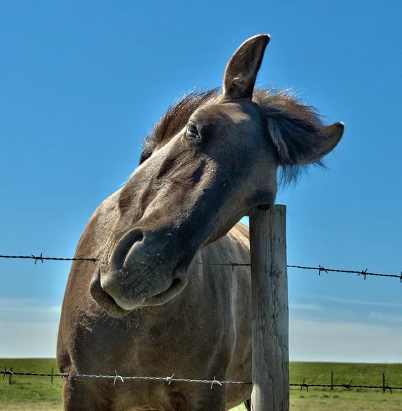 Equus caballus — Stock Photo, Image