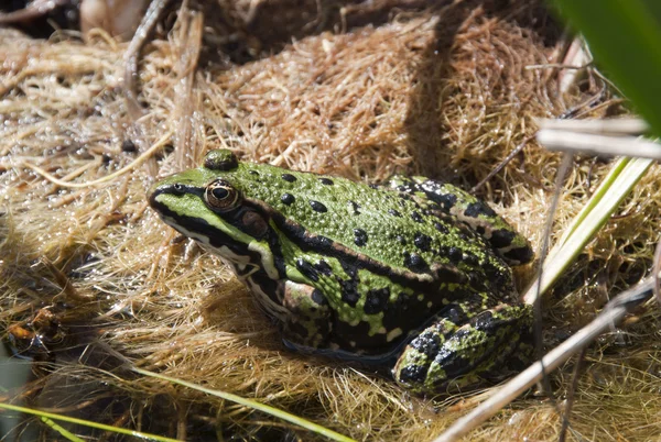 stock image Green frog