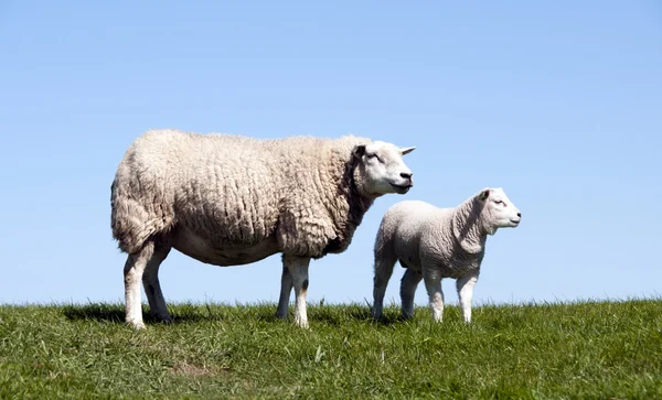 Mother and young sheep — Stock Photo, Image