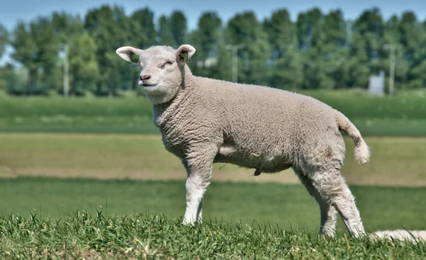 Young Lamb — Stock Photo, Image