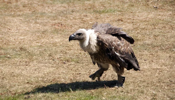 Avvoltoio — Foto Stock