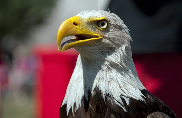 Eagle alert looking — Stock Photo, Image