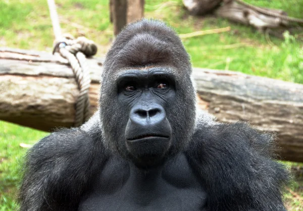 Gorila — Stock fotografie