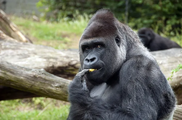 Gorilla — Stock Photo, Image