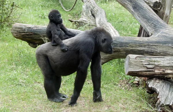 Mladí opice na zádech matky — Stock fotografie