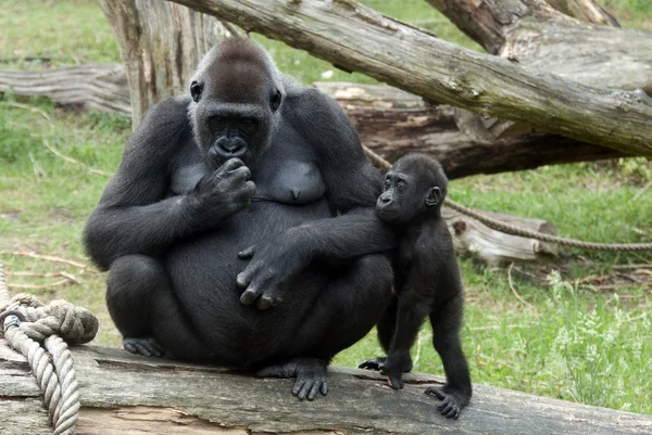 Ung baby gorilla och mor — Stockfoto