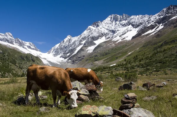 stock image Cows in Switzerland