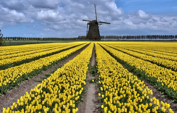 Moulin à vent néerlandais et champs de tulipes — Photo