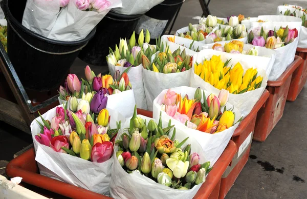 Tulips from holland — Stock Photo, Image