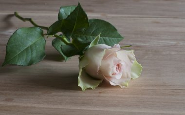 Pink rose op houten tafel