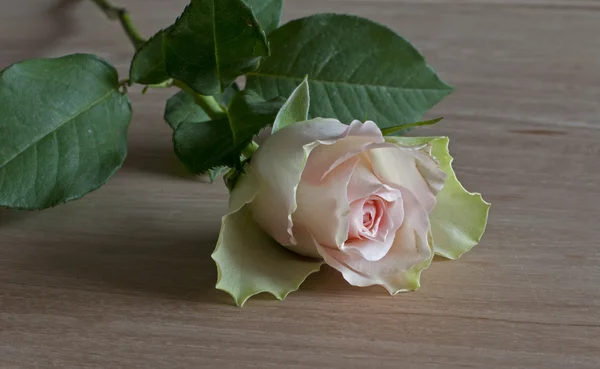 Pink rose op houten tafel — Stok fotoğraf