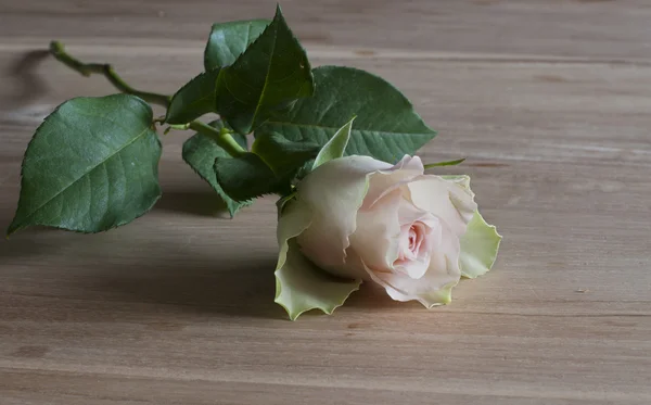 Pink rose on wooden table — Stock Photo, Image