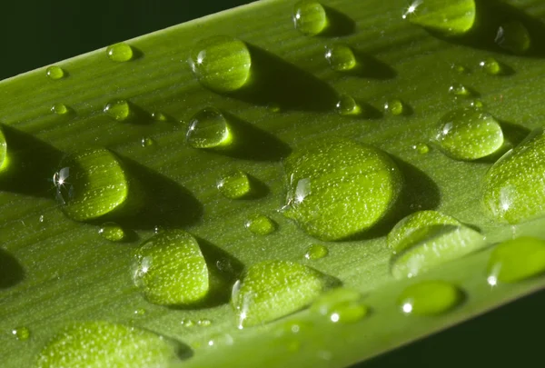 Water drops on green leave — Stock Photo, Image