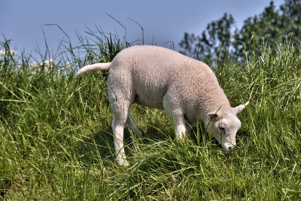 Jovens ovelhas na grama verde — Fotografia de Stock