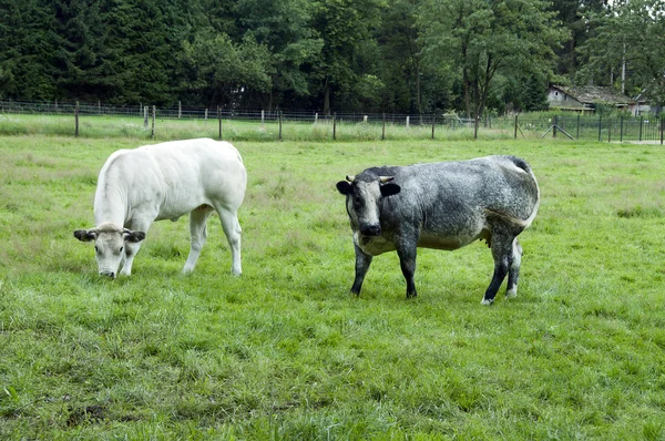 White and grey cow in the field — Stock Photo, Image