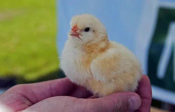 Bebé de pollo en la mano mujer —  Fotos de Stock
