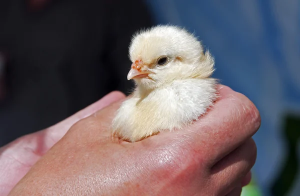 Pollo joven en la mano —  Fotos de Stock
