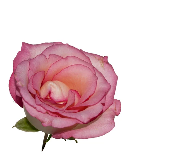 Geïsoleerde roze roos — Stockfoto