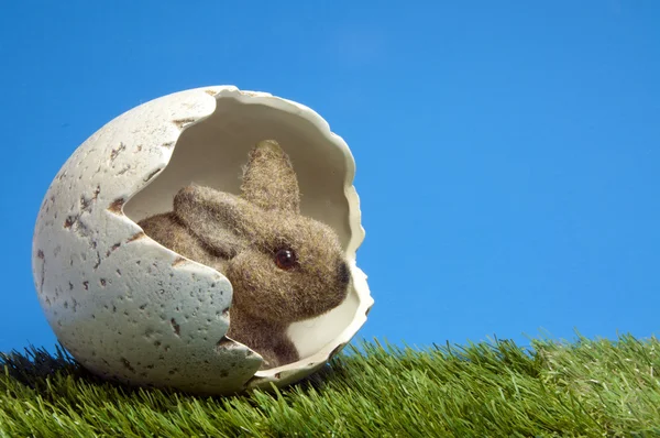 Coniglietto mangiatore dentro l'uovo — Foto Stock