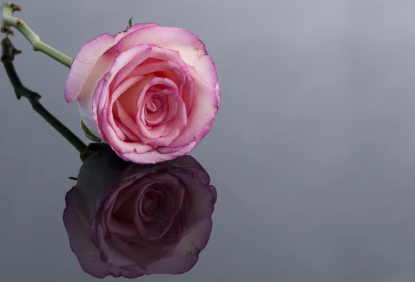 Pembe güller — Stok fotoğraf