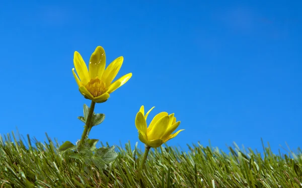 Fleur jaune sur herbe verte — Photo
