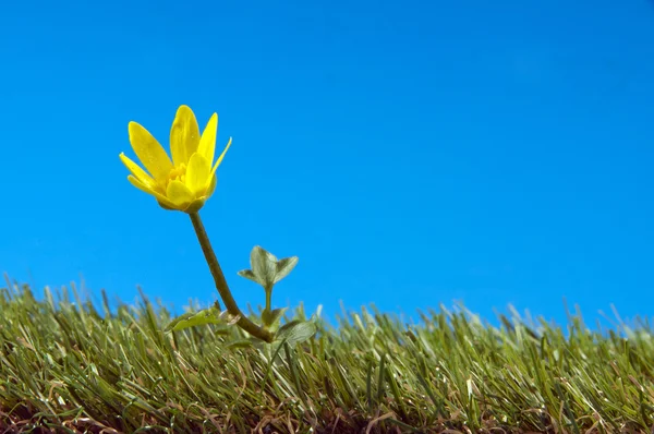 Žlutý květ na zelené trávě — Stock fotografie