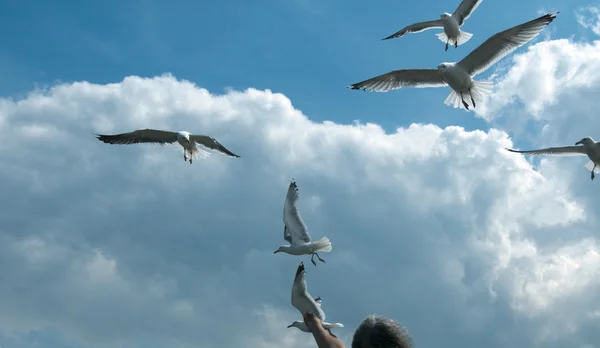 Karmienie seagull w błękitne niebo i chmury — Zdjęcie stockowe
