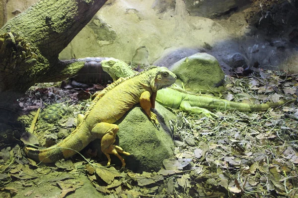 Stock image Iguanas