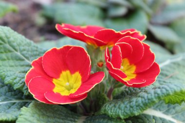 Primula roja