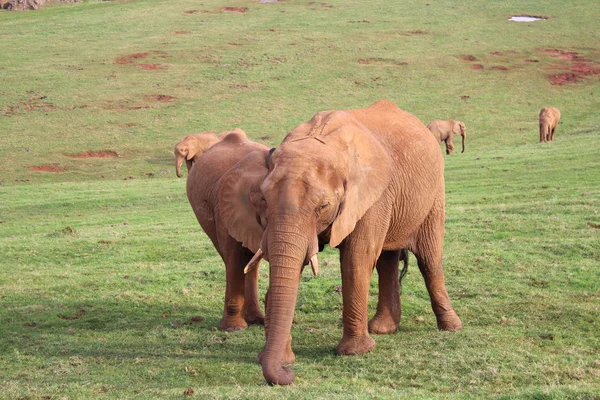 Elefante africano Stockfoto