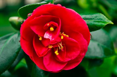 Flor de camelia