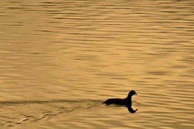 Merganser