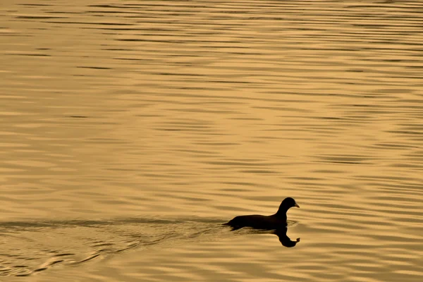 stock image Merganser