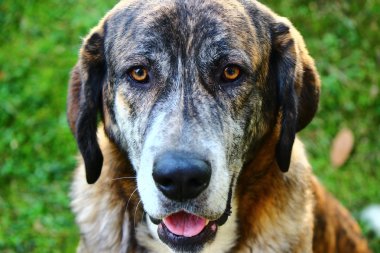 İspanyol mastiff