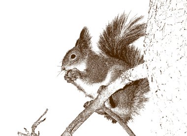 Drawing of the squirrel. clipart