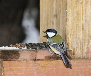 Titmouse on a feeding trough. clipart