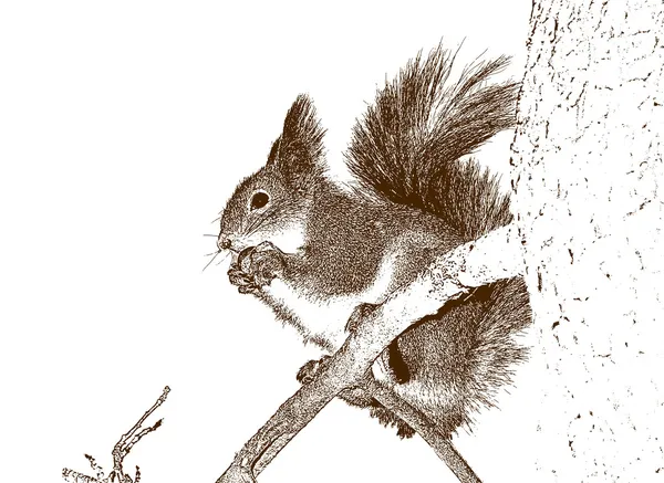 Tekening van de eekhoorn. — Stockfoto