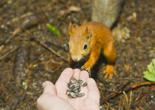 De eekhoorn eet uit een hand — Stockfoto