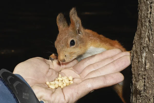 De eekhoorn eet uit een hand — Stockfoto