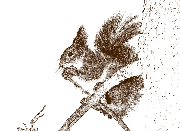 Dessin de l'écureuil . Photo De Stock