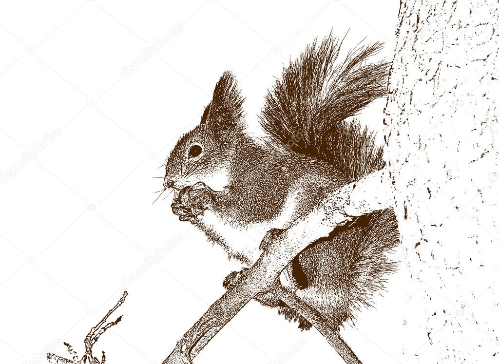 Drawing of the squirrel.