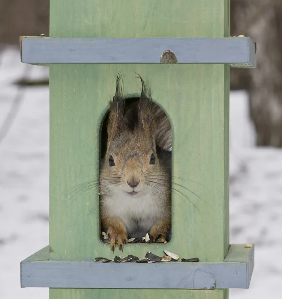 Das Eichhörnchen in einem kleinen Haus — Stockfoto