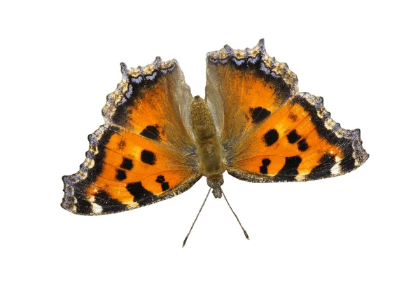 Le papillon — Photo