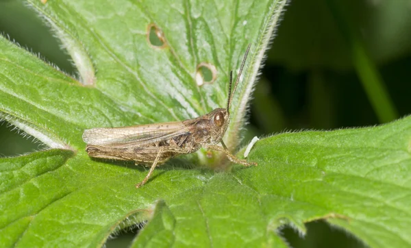 Gräshoppa — Stockfoto